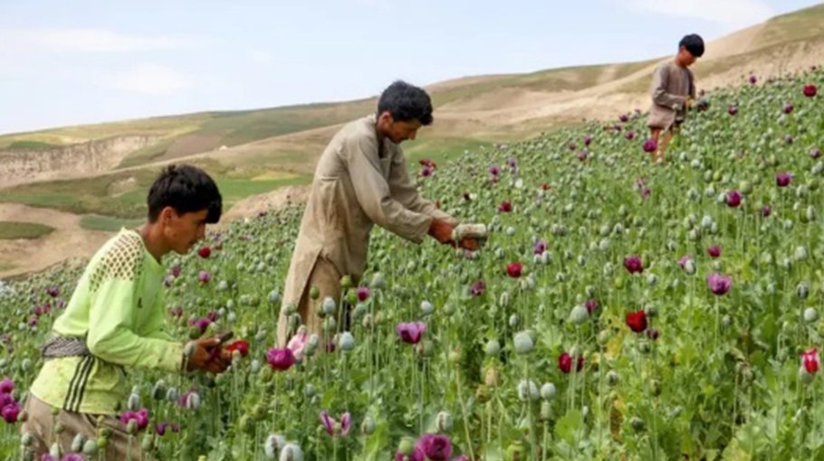 Afghanistan poppy cultivation grows 19 percent despite ban: UN
