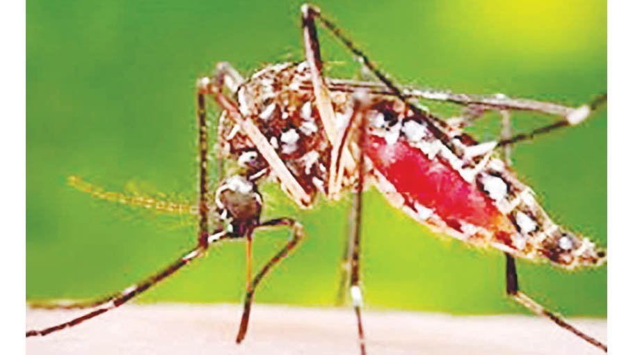 Five more die of dengue, 1221 hospitalised in 24 hrs