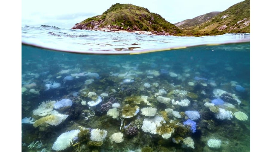 Nearly half of tropical coral species face extinction: Report
