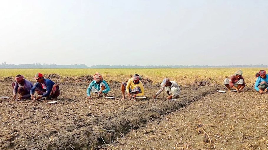 Farmers busy cultivating garlic in Chalan Beel region
