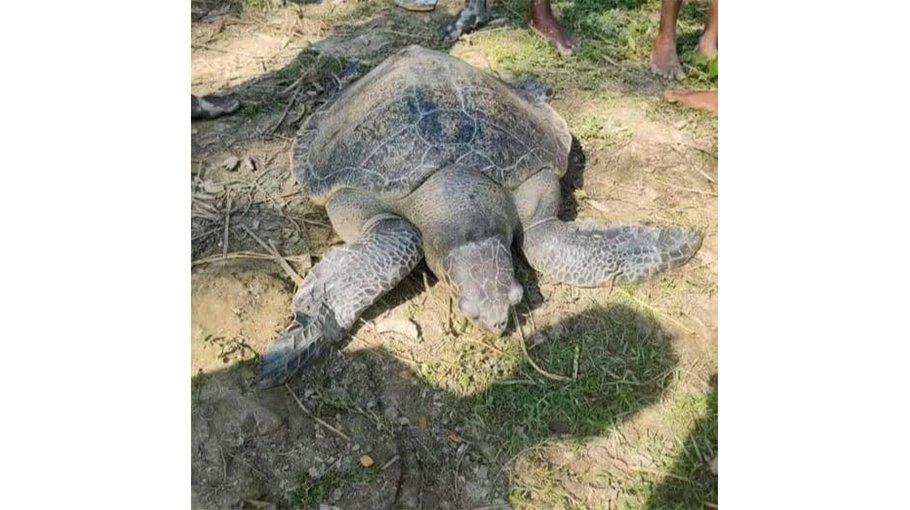 Fisherman catches 40-kg turtle in Patuakhali