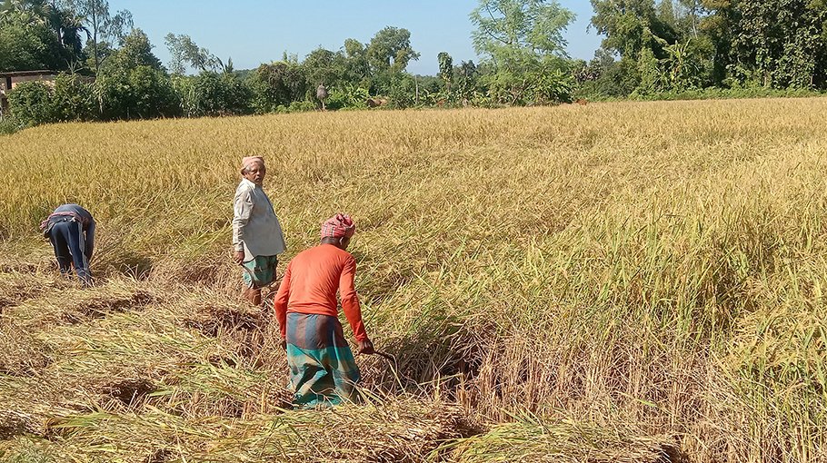 Farmers busy harvesting Aman paddy in Raozan