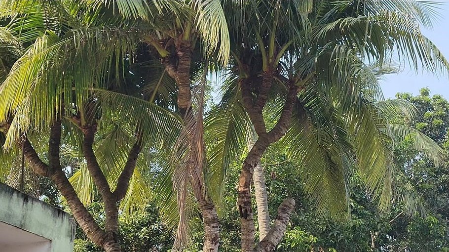 Coconut tree with 11  branches found in Natore 