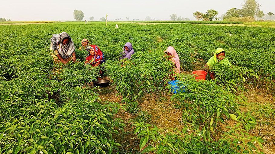Chilli harvesting begins in Shariakandi