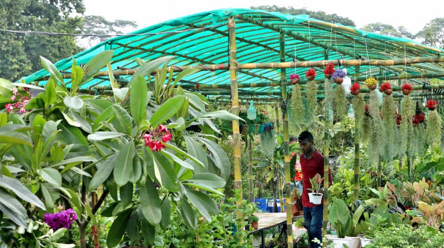 Tree Fair-2024 begins in Narail