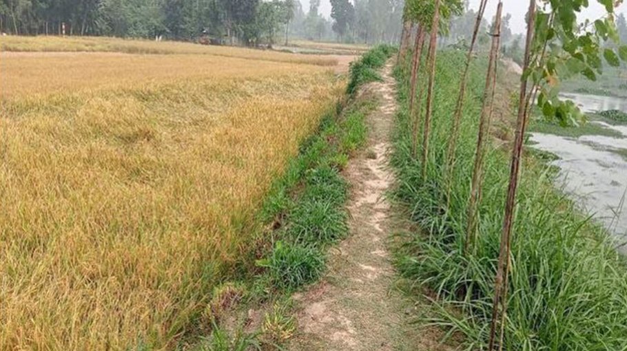 Noleya canal re-excavation helps produce 54,000 tonnes of Aman paddy per year
