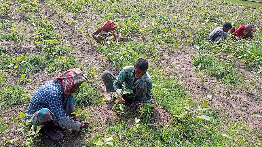 Farmers busy cultivating winter vegetables in Bogura