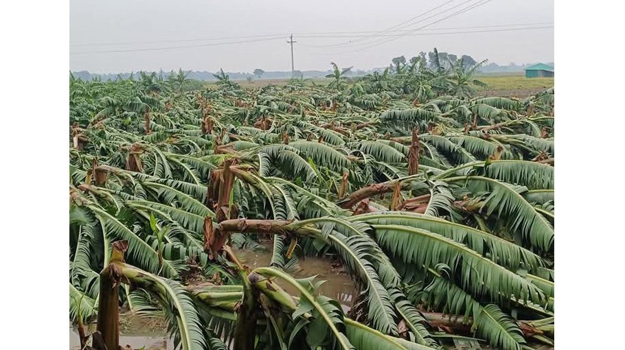 Nor’wester wreaks havoc in Meherpur 