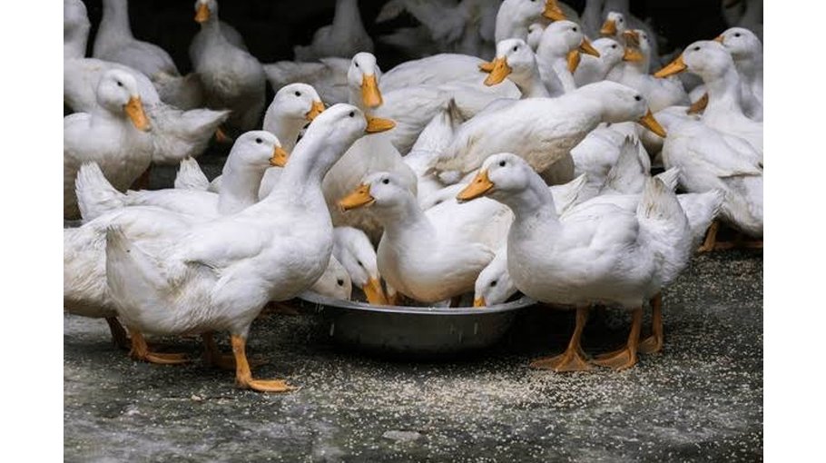 Rural Women in Meherpur Profiting from Rearing Pekin Ducks