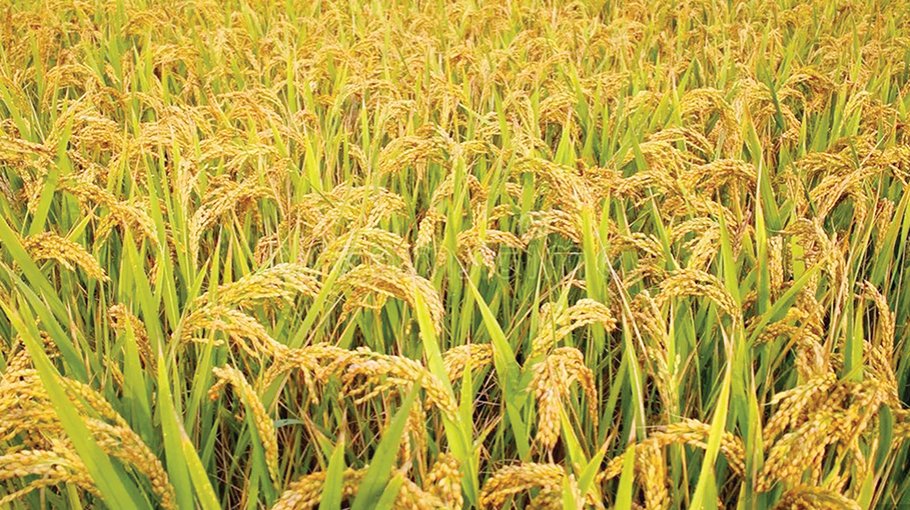 Chemical, pesticide-free rice developed