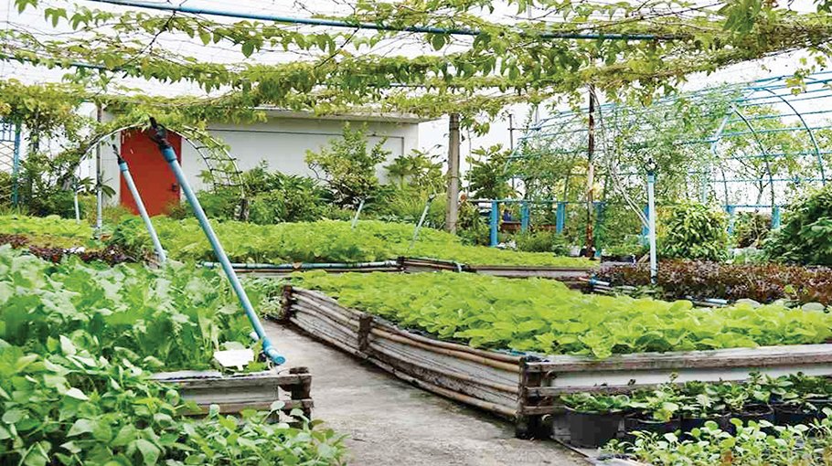 Rooftop gardening gains popularity in Khulna