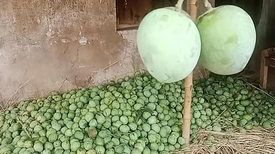 Mango plucking festival begins in Naogaon 