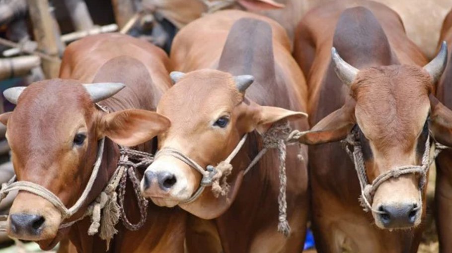 Over 2.6 lakh animals ready for Eid-ul-Azha in Jhenaidah