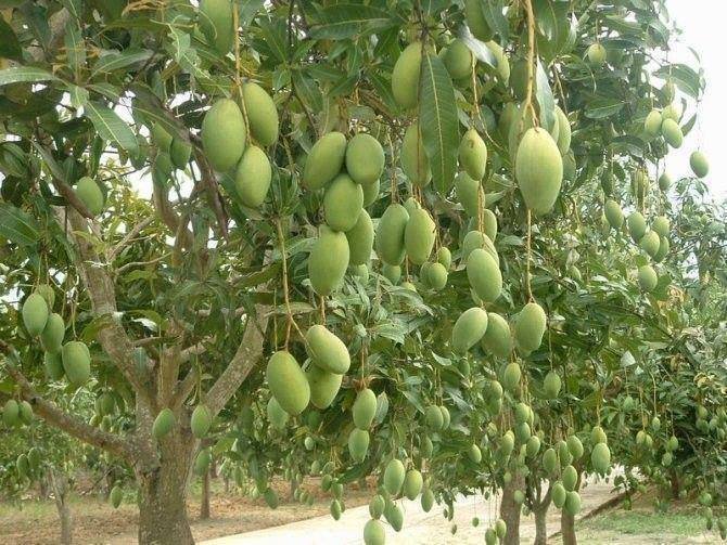 Bangladeshi mangoes enter Chinese markets to boost bilateral trade: Chinese Envoy