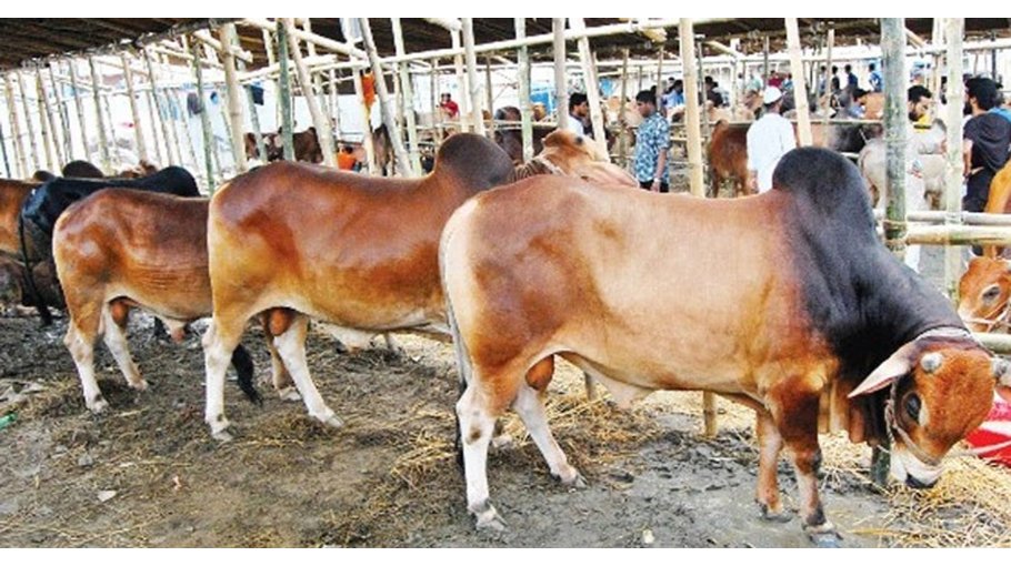 Cattle from other dists pouring in Ctg markets
