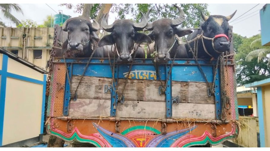 Cattle-laden truck seized in Gazipur