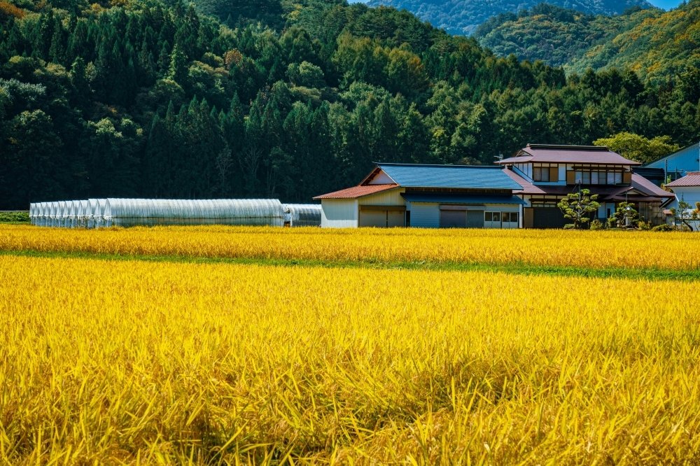 Rice prices Japan's hot political issue, on and off the farm
