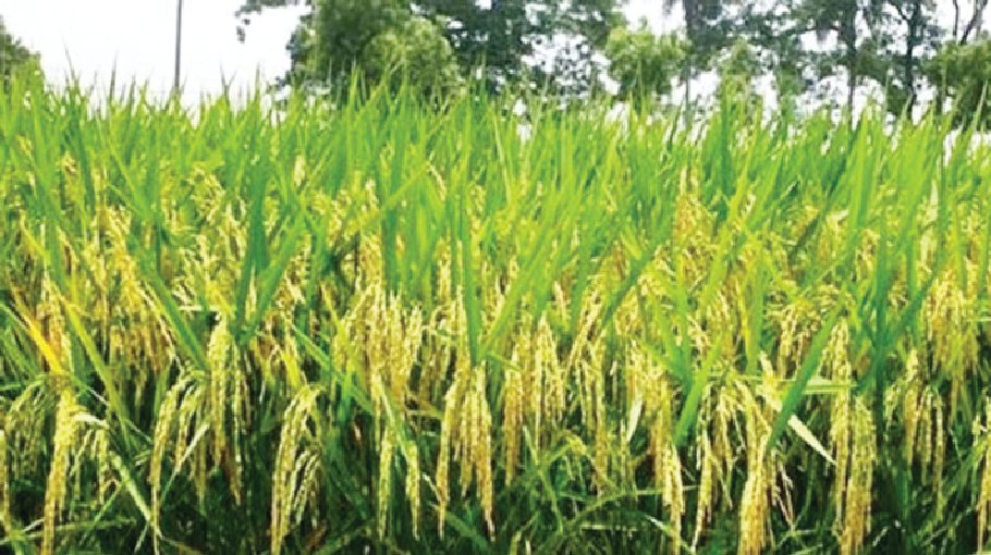 BRRI develops 3 new rice varieties
