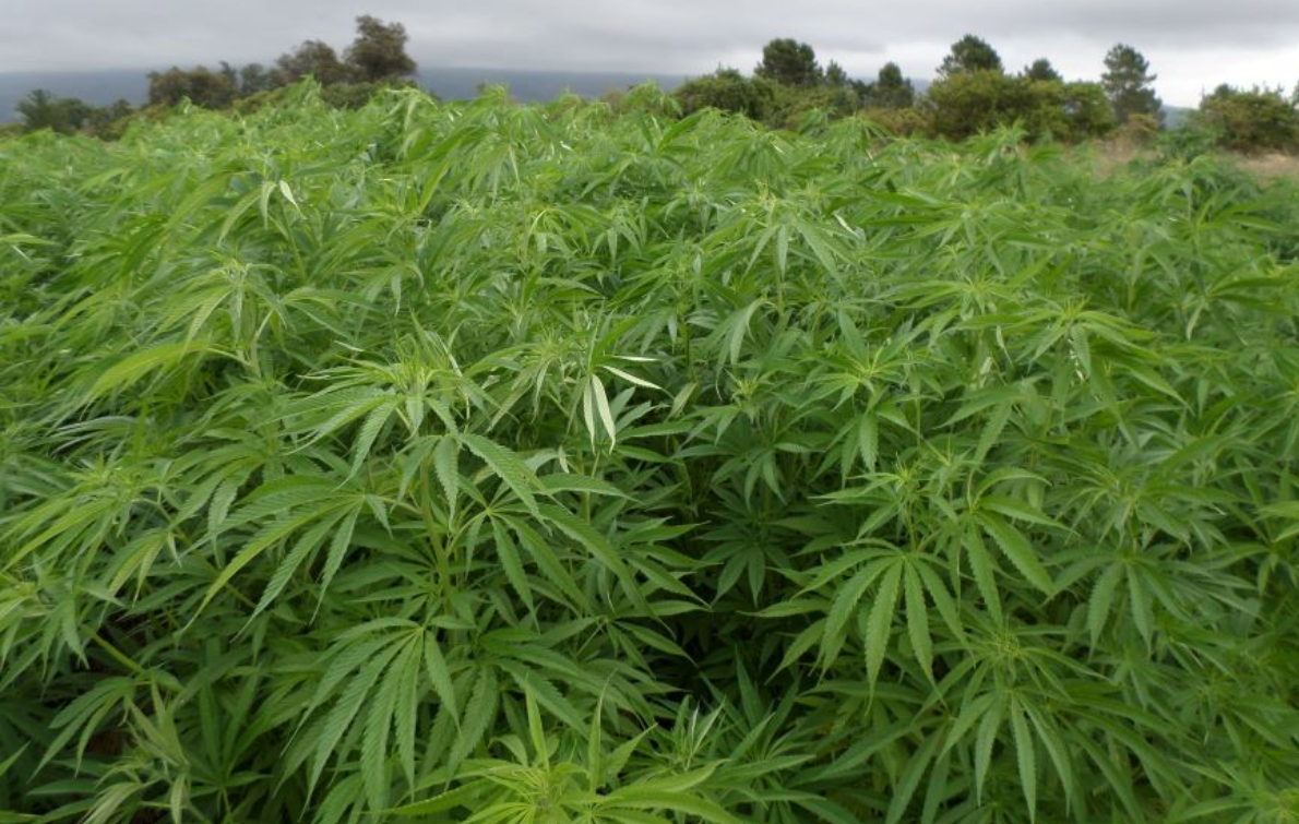 Thailand banning cannabis sales without prescription 3yrs after decriminalisation