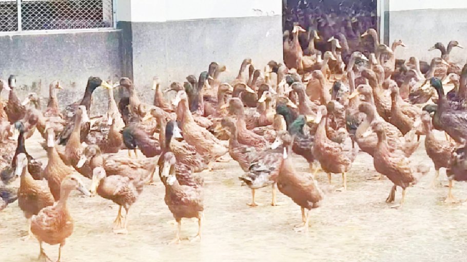 Duckling supply crunch frustrates farmers in Kurigram