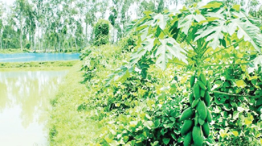 Integrated fish-veg farming betters  lot of Rangpur farmers