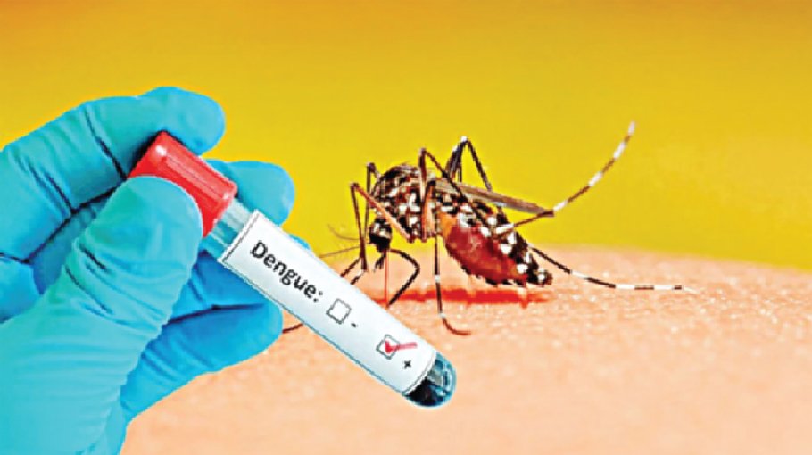 Dengue claims 3 more lives