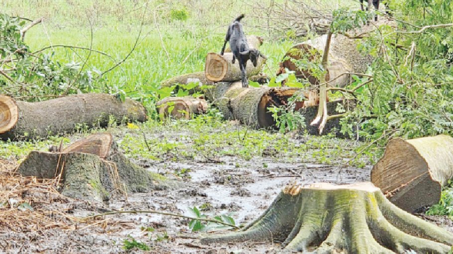 400 trees felled over land  dispute in Patuakhali
