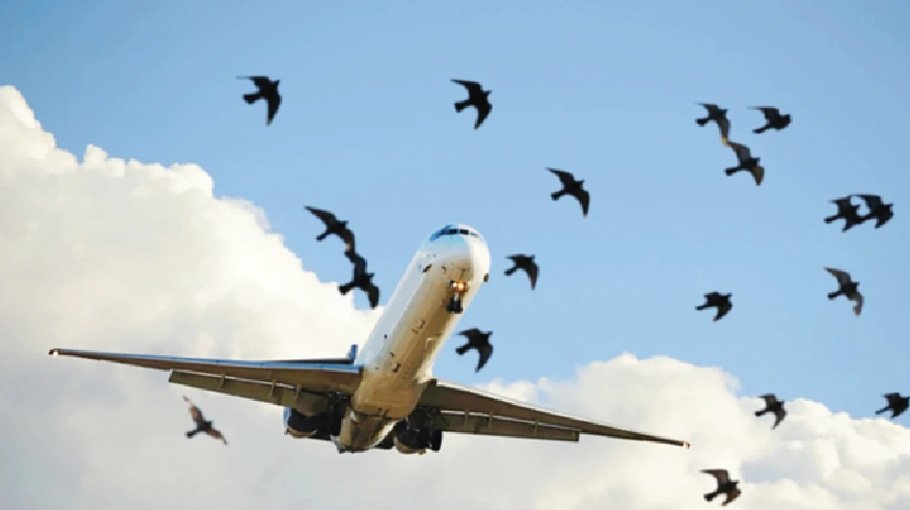 Bird strikes threaten aircraft  safety in Bangladesh 