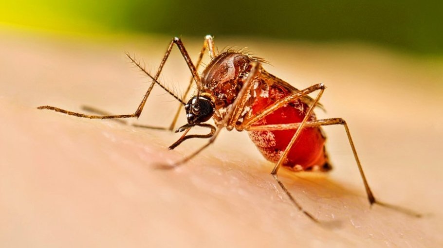 Dengue claims 2 more lives; 337 hospitalised in 24hrs