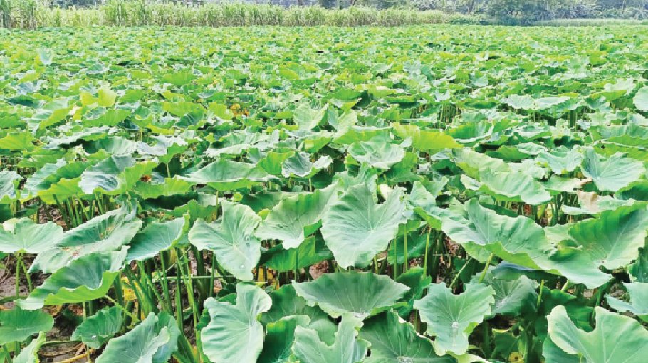 Taro farmers worried over price fall in Jibannagar