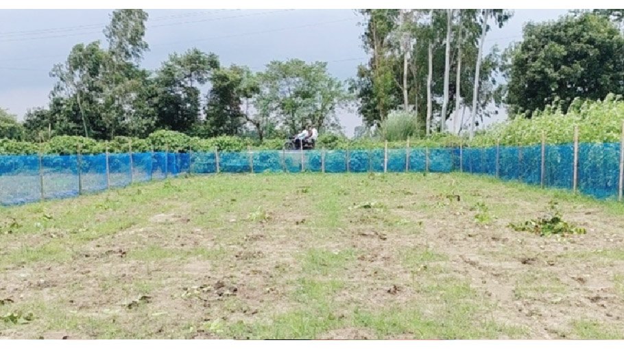 Miscreants fell 126 mahogany saplings in Dinajpur