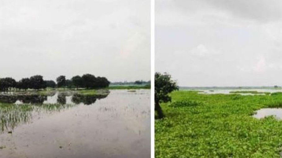 500 acres of cropland submerged amid heavy rain in Jashore