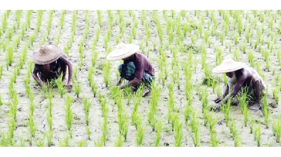 Bogura farmers busy cultivating Aush paddy
