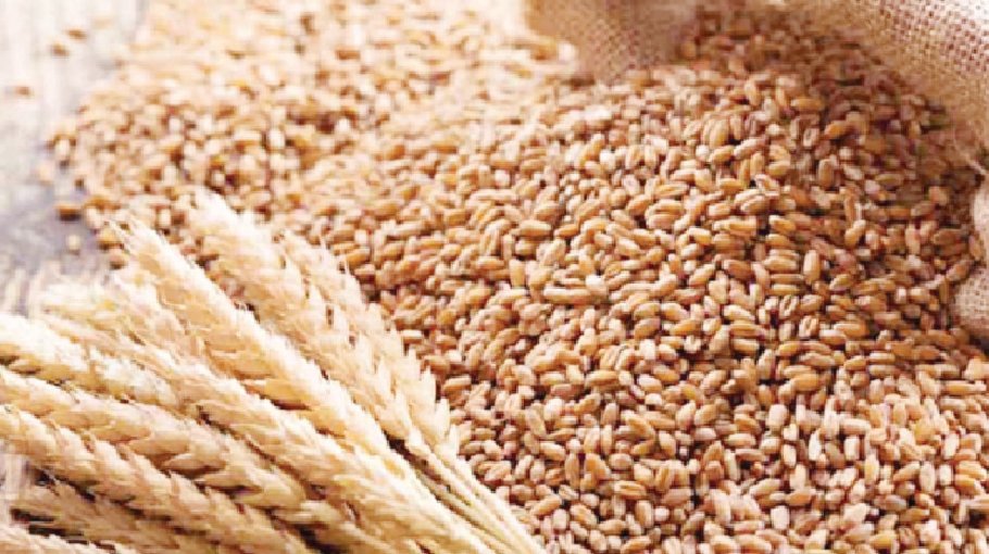 Govt to procure 2.20 lakh tonnes of wheat from USA