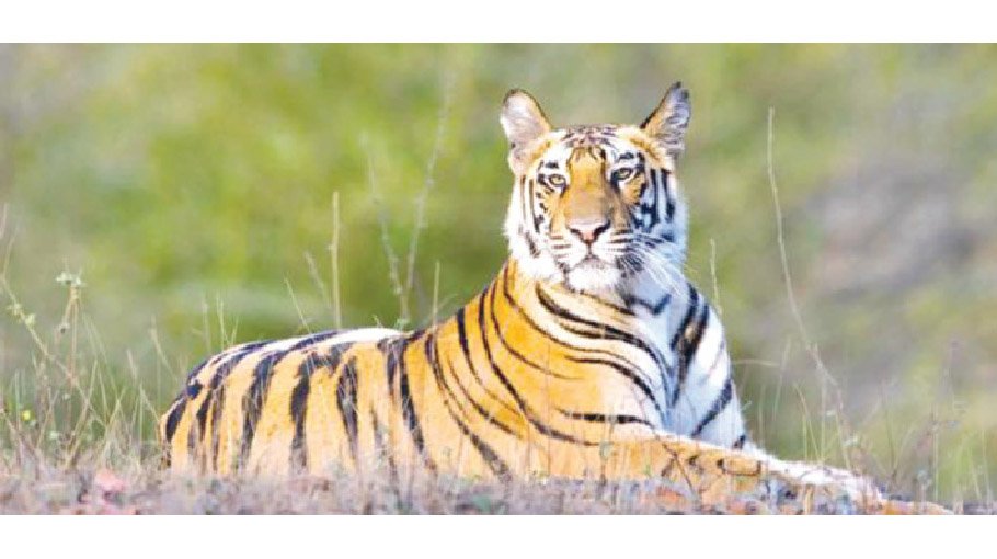World Tiger Day observed in Sharankhola 