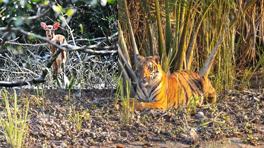  To save tigers in Bangladesh, deer farming must end