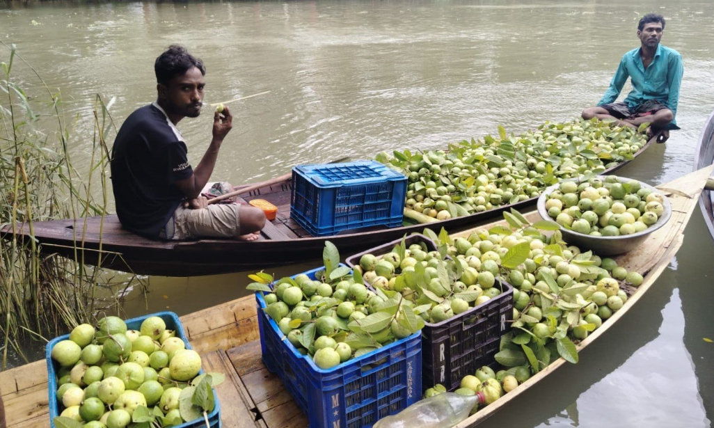 Jhalakathi's floating guava market draws huge crowds including foreign tourists 