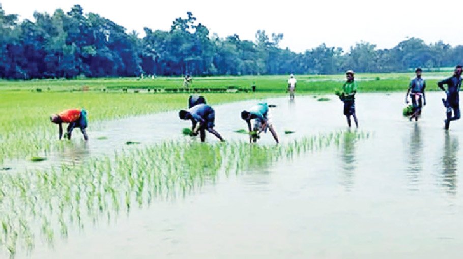 Aman seedling transplantation nears completion in Rangpur