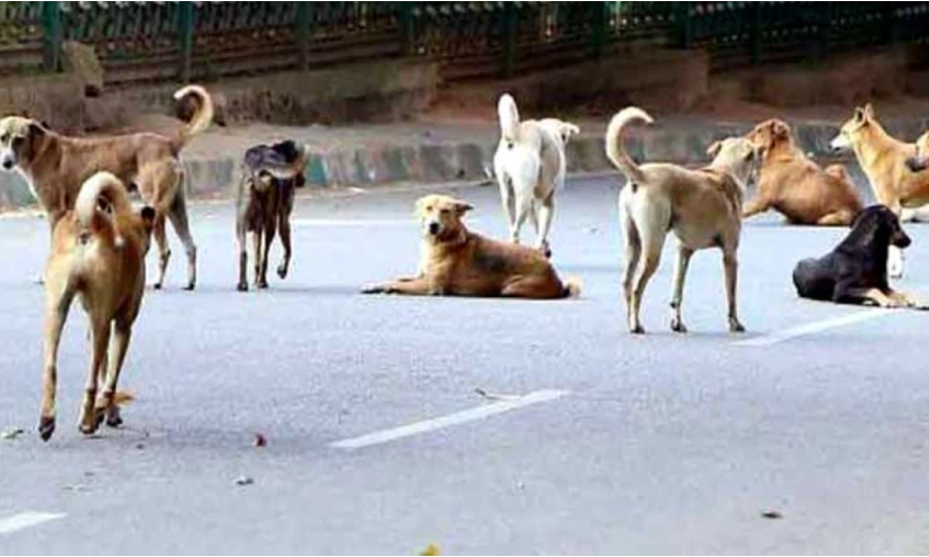Top Indian court cracks down on stray dogs in Delhi