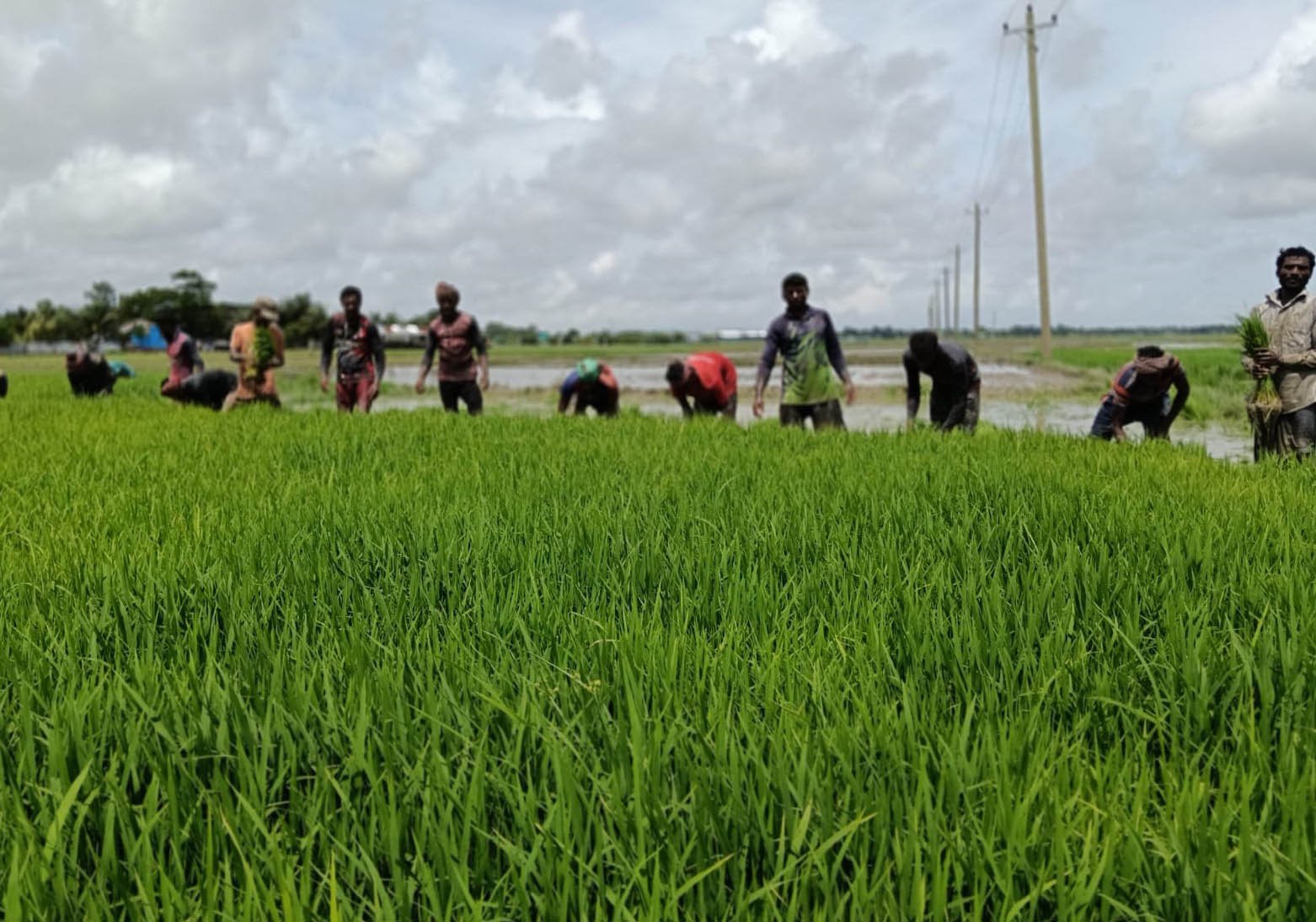 Kuakata farmers busy in Aman cultivating