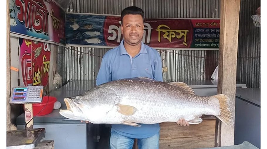 24-kg coral fish caught in sea