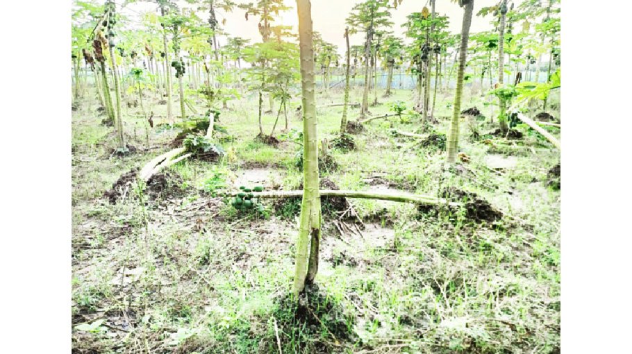 Heavy rain wreaks havoc on crops in Chuadanga