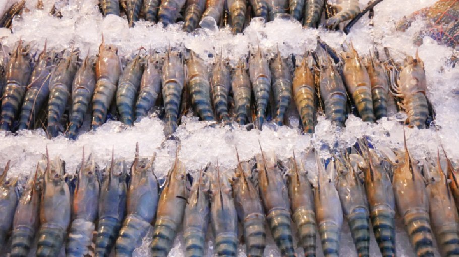 Bangladesh exports Tk 6,145cr fish  & fishery products in FY 25 