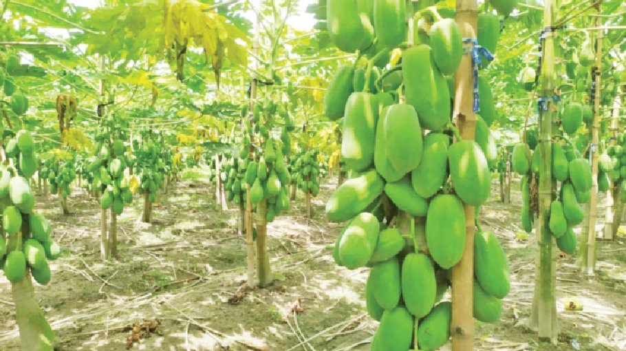 Papaya farming brings smile on Tangail farmers’ face 