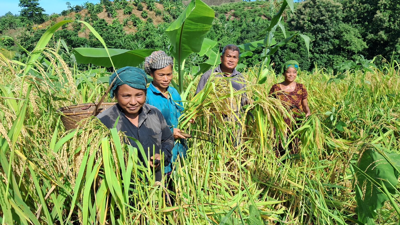 Jum paddy harvesting begins in the hills