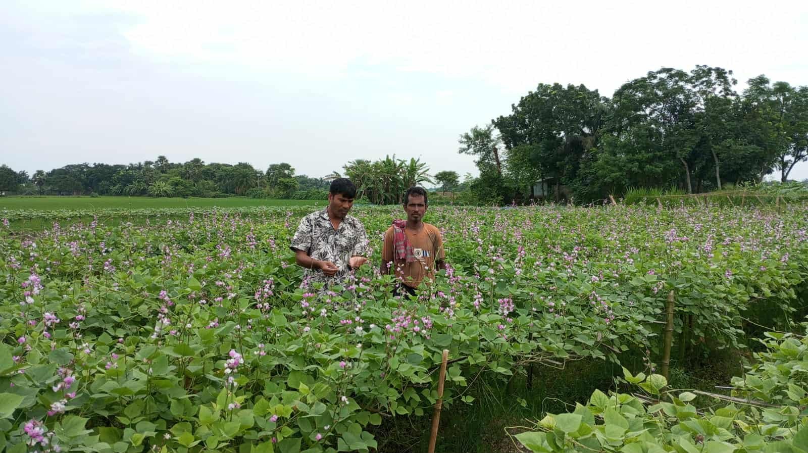 Farmers in Ishwardi benefit from early harvest of auto beans