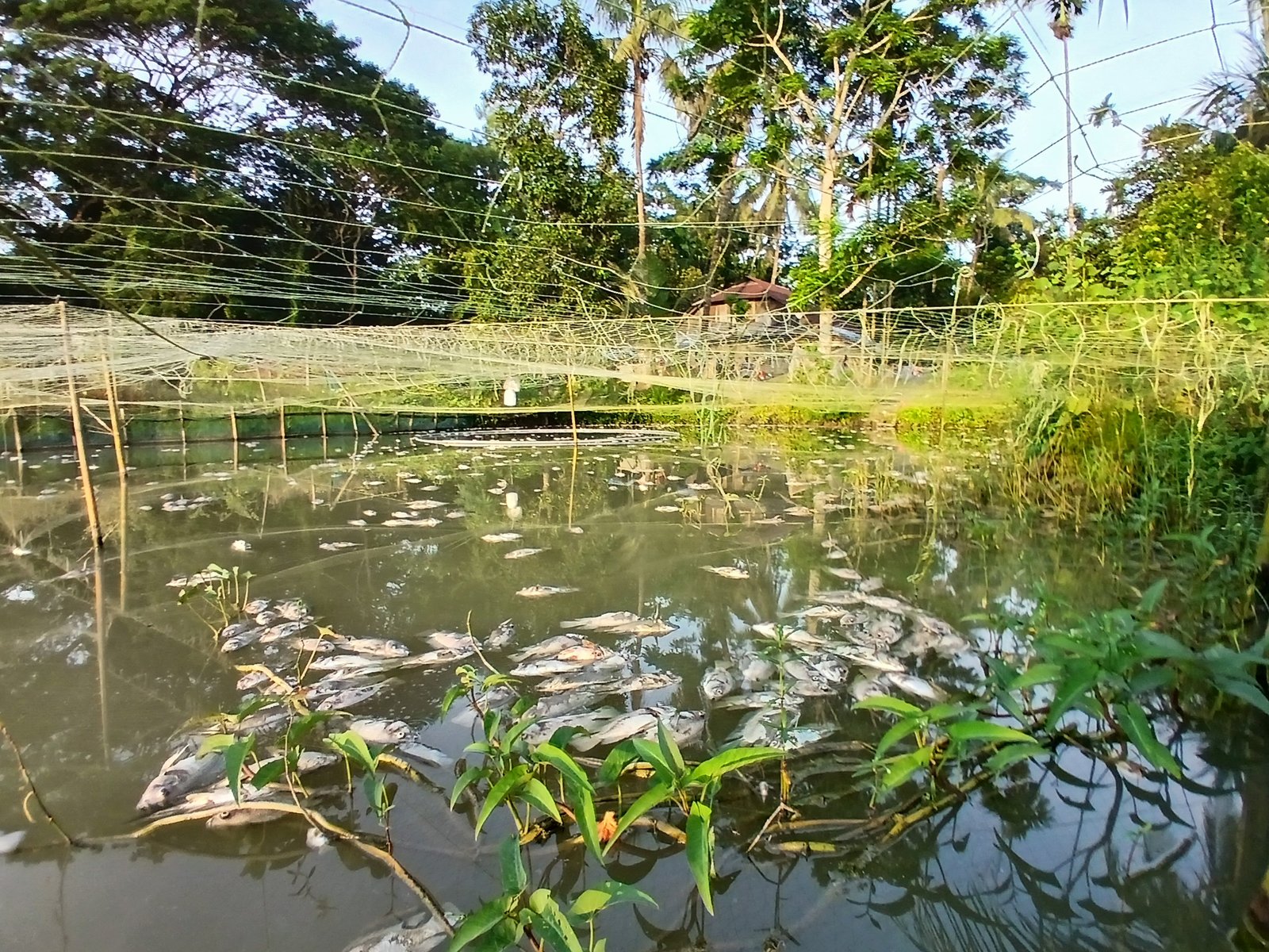 Fish worth over Tk 1 lakh poisoned to death in Mirzaganj