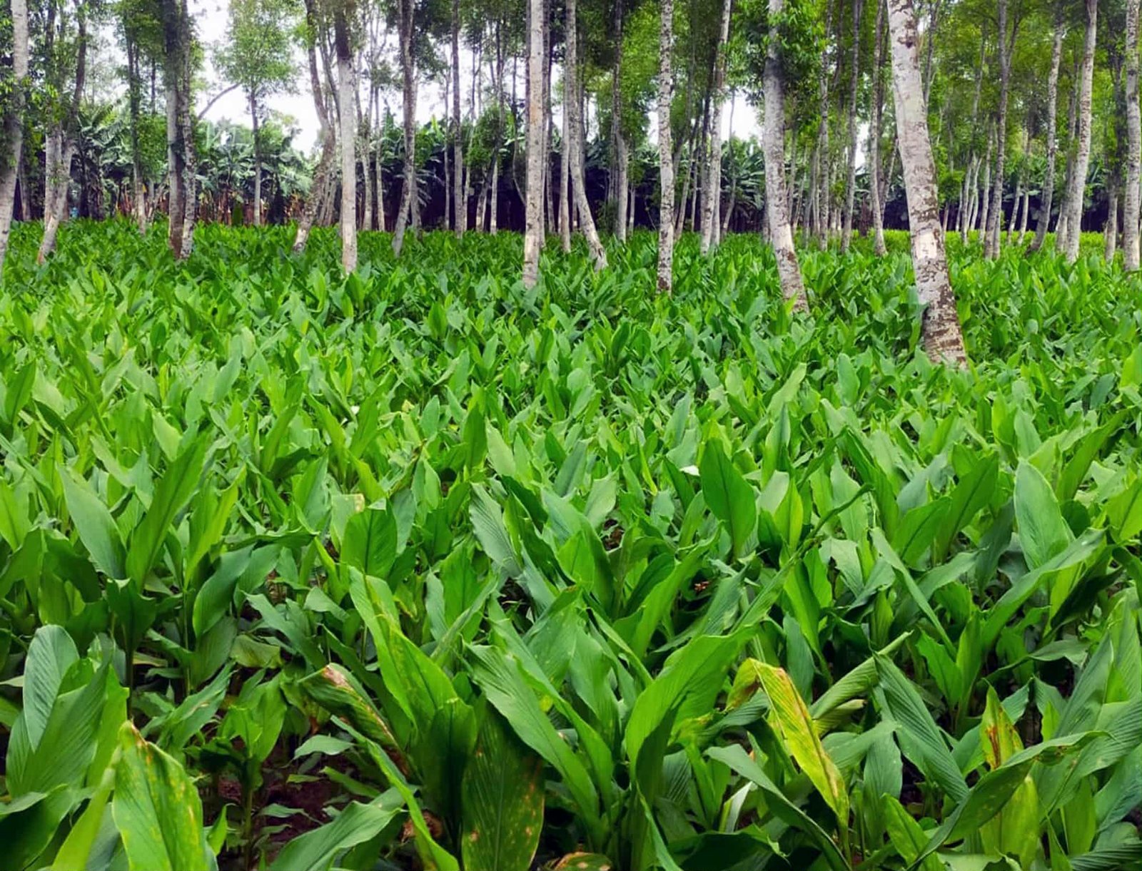 Turmeric farming brings new hope to Tangail farmers