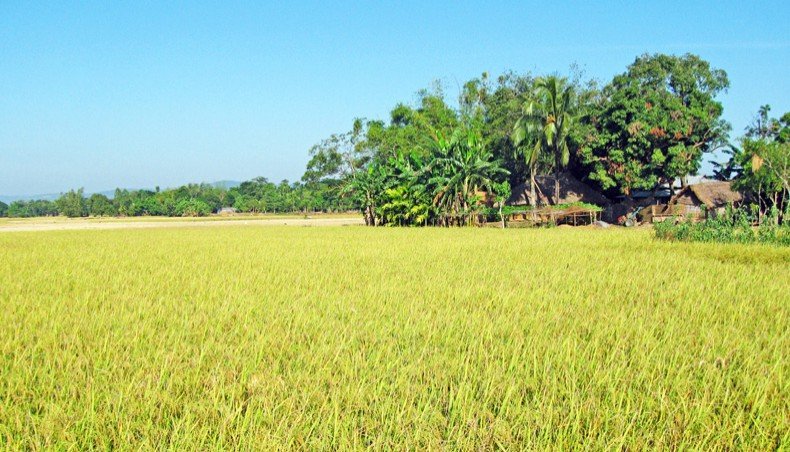 Stop cropped area shrinking for food security 