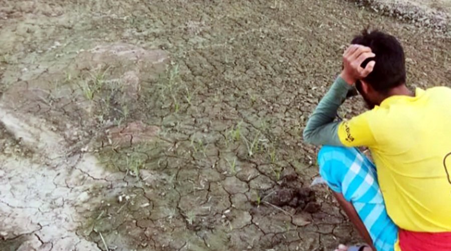 Irregularities in distribution of onion seeds leave Meherpur farmers in distress 